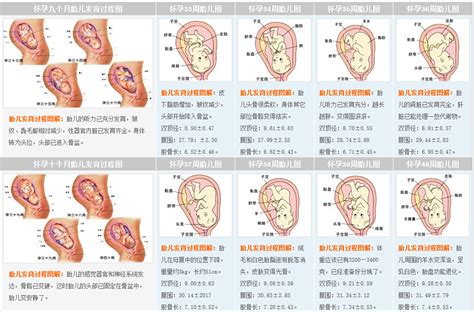 懷孕一個月肚子|懷孕前期，母體與胎兒的變化及注意事項（1